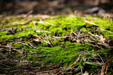 Background of green moss in the woods.
