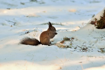 A squirrel eating nuts on snow in forest