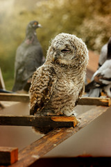 cute sweet owl with grey and brown feathers with funny look sitt