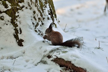 A squirrel eating nuts on snow in forest