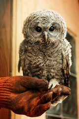 cute owl with grey and brown feathers sitting on hand with leath