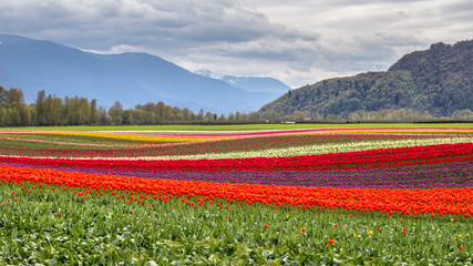 Beautiful scenery with colorful fields of tulips in Agassiz, British Columbia, Canada