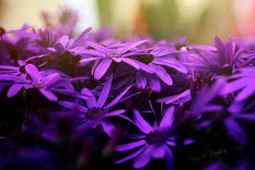 amazing beautiful purple flowers in close up view with magical w
