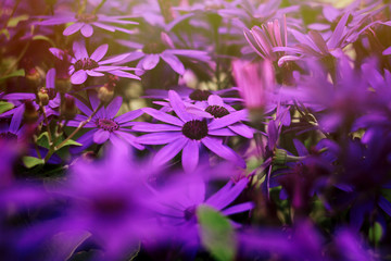 Fototapeta na wymiar amazing beautiful purple flowers in close up view with magical w