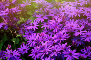 amazing beautiful purple flowers in close up view with magical w