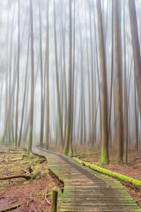 Fog in the forest of Burns Bog in Delta, British columbia. Motion Blur effect