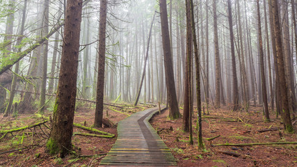 Fog in the Mystical Forest of Burns Bog in British Columbia, Canada