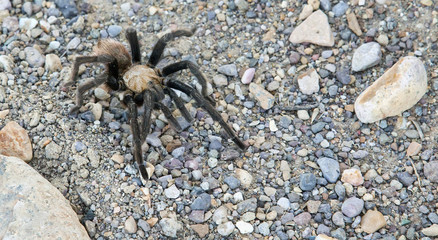 Texas brown tarantula (Aphonopelma hentzi)