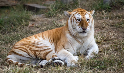 Obraz premium Female butterscotch Bengal tiger (Panthera tigris tigris)