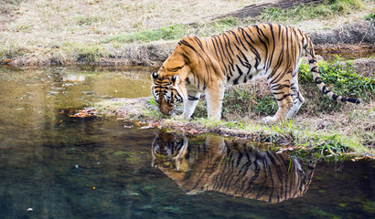 Obraz na płótnie Canvas Adult male Bengal tiger (Panthera tigris tigris)