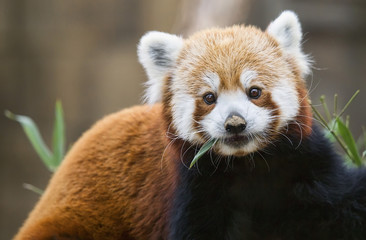 Red panda (Ailurus fulgens)