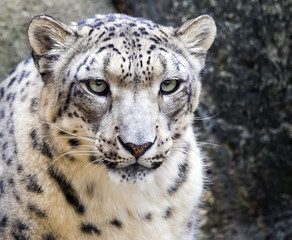 Snow leopard (Panthera uncia) portrait