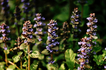 beautiful plants with purple flowers in sunlight in botanical ga