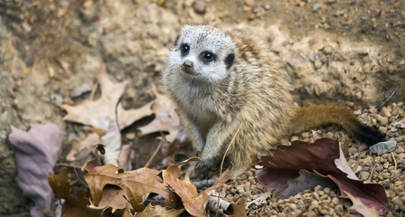 Fototapeta premium Meerkat (Suricata suricatta) on alert
