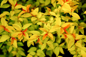 beautiful yellow and red colorful leaves in sunlight in botanica