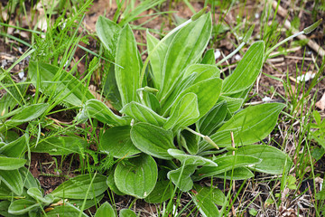Medicinal herb plantain. The flowers and inflorescences of plantain. Plantain medium - low shrub with buds. Seasons - spring, may. © pesenka77