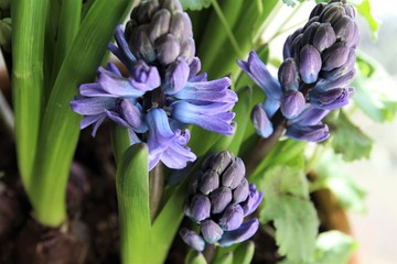 Blue hyacinth flowers 