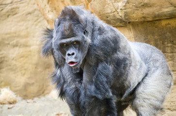 Silverback western lowland gorilla