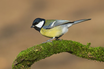 Great tit (Parus major) bird standing on a sprig covered of green moss
