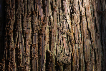 Obraz premium 杉皮