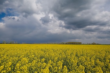 Rapeseed field landscape