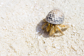 Hermit Crab, Soldier Crab, Diogenes-crab at white sand
