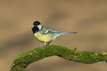 Great tit (Parus major) bird standing on a sprig covered of green moss
