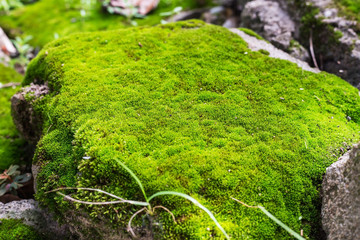 close up of green moss on the rock