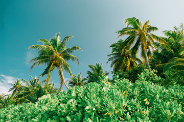 Naklejka premium Palm tree at blue sky with clouds at daytime