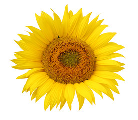 Fototapeta premium Flower of sunflower isolated on a white background.
