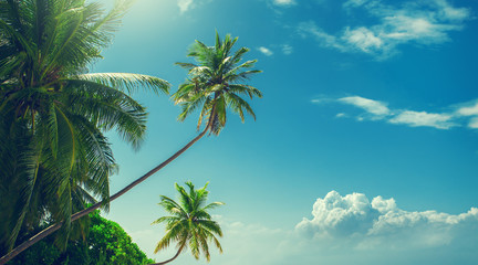 Palm tree at blue sky with clouds at daytime