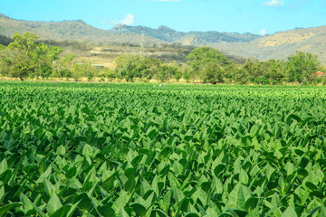 Fototapeta na wymiar tobacco plantation
