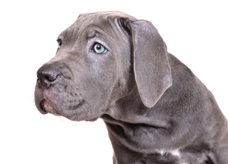 Cane corso puppy on a white background