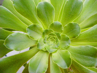 greenery sacred geometry of succulent