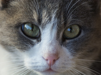 Severe look of a domestic cat on the photographer
