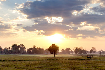 Lonely tree at the empty field with sunrise