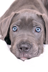 Fototapeta premium Cane corso puppy on a white background