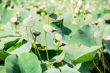 Lotuses. Water lilies