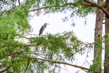 Heron on tree