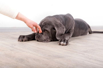 Puppy Neapolitana mastino, sitting on the floor in the studio. Dog handlers training dogs since childhood.