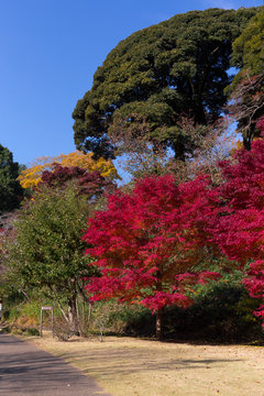 紅葉