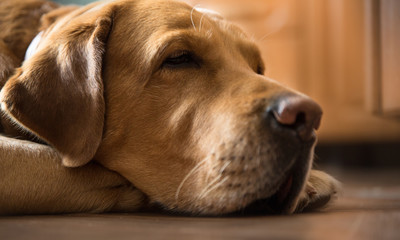 melancholy adult golden brown labrador asleep on the home kitchen