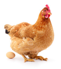 Brown hen with egg.