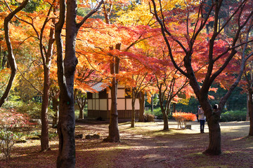 Naklejka premium 紅葉