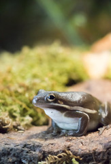 Green Tree Frog sitting on a rock