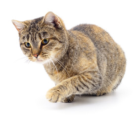 Kitten on white background.