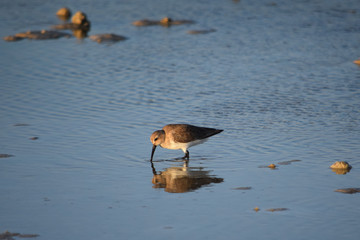 Wading Willet