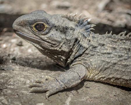 Head portrait of Tuatara