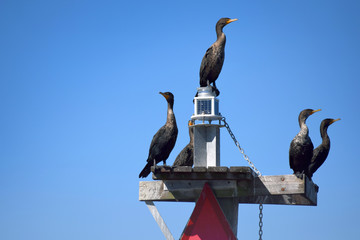 Cormorants on a Buoy