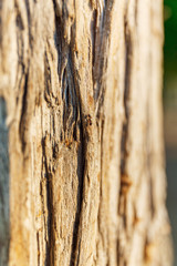 Bark of tree